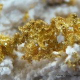 Oro
Encuadre de la fotografía 6 mm.
(Autor: Rafael Galiana)