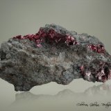 Eritrina
115 x 65 x 60 mm.
(Autor: Rafael Galiana)