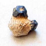 Goethita pseudomórfica de Pirita
Medidas pieza: 1,8x1,5x1 cm
(Autor: Sergio Pequeño)