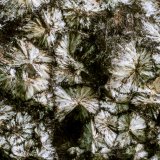 Messelita
Encuadre de la Fotografía 10 mm.
(Autor: Rafael Galiana)