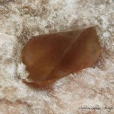 Dolomita (variedad teruelita)
encuadre 30 x 30 mm.
(Autor: Rafael Galiana)