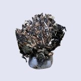 Plata
3 x 2 cm.
(Autor: Antonio P. López)