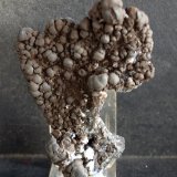 Psilomelana
10 x 7.5 cm
(Autor: Pedro Antonio)