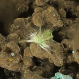 'Agardita'
Conjunto 0,4 mm
(Autor: Jorgina-Agusti-Màrius)