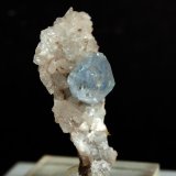 Celestina
3.5 x 1.5 cm
(Autor: Pedro Antonio)