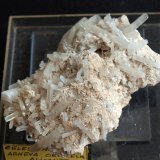 Celestina
8 x 4.5 cm
(Autor: Pedro Antonio)
