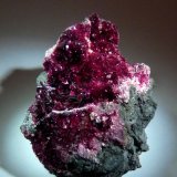 Eritrina
60x40 mm.
(Autor: Jesus Franquesa Baucells)