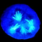 Yeso y Cuarzo.
110x100 mm
(Autor: Jesus Franquesa Baucells)