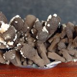 Psilomelana
7 x 3.5 cm
(Autor: Pedro Antonio)