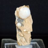 Cuarzo (variedad calcedonia)
3.5 x 1 cm
(Autor: Pedro Antonio)