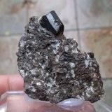 Augita
3 x 3 cm (cristal de 1 cm)
(Autor: Cristalino)
