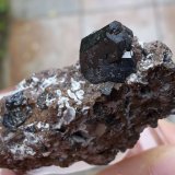 Augita
3 x 3 cm (cristal de 1 cm)
(Autor: Cristalino)