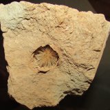 Aragonito
7'5 x 7'3 cm
(Autor: Jordi Franco)
