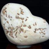 Ópalo (variedad menilito)
8 x 6 cm
(Autor: Pedro Antonio)