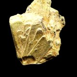 Euxenita-(Y).
25x19 mm.
(Autor: Jesus Franquesa Baucells)