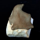 Ópalo (variedad menilito)
8 x 7 cm
(Autor: Pedro Antonio)