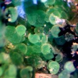 Conicalcita
< 1 mm
(Autor: José Luis Zamora)