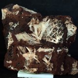 Celestina
8 x 6 cm
(Autor: Pedro Antonio)