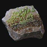 Piromorfita
8,8 x 7,9 cm.
(Autor: Xavier bordas)