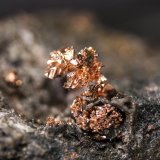 Cobre
Boinás Este, Plataforma 360, Boinás, Belmonte de Miranda, Comarca Oviedo, Principado de Asturias (Asturias), España
Cristal de longitud 1 cm
(Autor: Manuel Mesa)