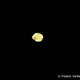 Oro
2,2 x 2 mm
(Autor: Frederic Varela)