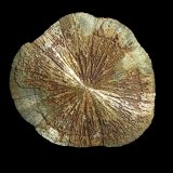 Pirita
7 x 7 cm.
(Autor: Antonio P. López)