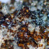 Emplectita, Bismutita, Calcita, Siderita
Mina Tannenbaum, Antonsthal, Breitenbrunn/Erzgebirge, Erzgebirgskreis, Sajonia/Sachsen, Alemania
Campo de visión 3 mm.
(Autor: Antonio P. López)
