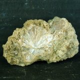 Prehnita
5.5 x 3.5 cm
(Autor: Pedro Antonio)