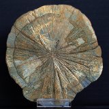 Pirita
10.5 x 10 cm
(Autor: Pedro Antonio)
