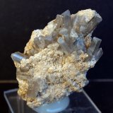 Celestina
6.5 x 4.5 cm
(Autor: Pedro Antonio)
