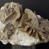 Yeso
10 x 7 cm
(Autor: Pedro Antonio)