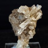 Celestina
4.5 x 3.5 cm
(Autor: Pedro Antonio)