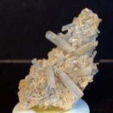 Celestina
6.5 x 3.5 cm
(Autor: Pedro Antonio)