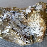 Celestina.
11 x 8'2 cm.
(Autor: Jordi Franco)