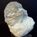 Yeso
7 x 5.5 cm
(Autor: Pedro Antonio)