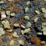 Wulfenita
Medida: 6,8 x 6,8 x 5,2 cms
(Autor: Joan Martinez Bruguera)