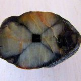 Andalucita (variedad quiastolita).
3'3 x 2'2 cm.
(Autor: Jordi Franco)
