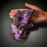Eritrina
22 X 13.
(Autor: Manuel Mesa)