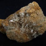 Celestina
7.5 x 4.5 cm
(Autor: Pedro Antonio)