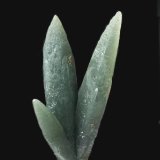 Cuarzo (variedad prasio)
6,2 x 2,6 cm.
(Autor: Xavier bordas)