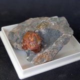 Pirita
7 x 5.5 cm
(Autor: Pedro Antonio)