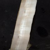 Yeso
14.5 x 4 cm
(Autor: Pedro Antonio)