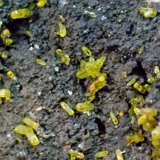 Mimetita y Galena
Medida: 7,3 x 3,1 x 2,6 cms
(Autor: Joan Martinez Bruguera)