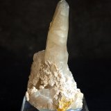 Celestina
6.5 x 3.5 cm
(Autor: Pedro Antonio)