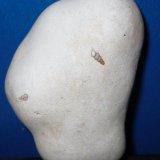 Ópalo (variedad menilito)
5,3 x 3,2 cm
(Autor: Jordi Franco)