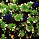 Zincolivenita y azurita sobre óxidos de Manganeso
Encuadre 5 mm.
(Autor: Rafa Muñoz(mineralvarado))