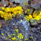 Cadwaladerita
Campo de visión 2 cm.
(Autor: Antonio P. López)