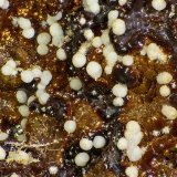 Fluorapatito (variedad carbonato-fluorapatito)
c.v. 15 mm
(Autor: Javier Rodriguez)