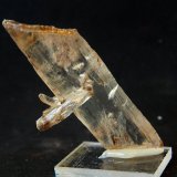 Yeso
7 x 3 cm
(Autor: Pedro Antonio)
