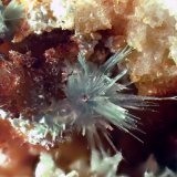 Aurichalcita (Auricalcita)
Medida: 3,5 x 3,5 x 3,2 cms
(Autor: Joan Martinez Bruguera)